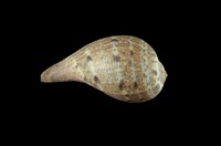 藏品(花球枇杷螺)的圖片